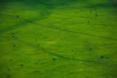 Yeşil çimen doğal arka plan dokusu. Dağ yamacında benekli ışıkta