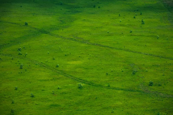 Yeşil çimen doğal arka plan dokusu. Dağ yamacında benekli ışıkta