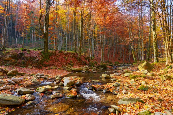 Water Flow Stones Forest Beautiful Nature Scenery Autumn Trees Fall — Fotografia de Stock