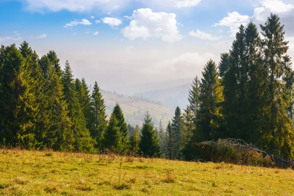 Bosque Coníferas Colina Valle Rural Distancia Tarde Soleada Con Nubes — Foto de Stock