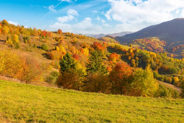 Wald Einem Sonnigen Nachmittag Herbst Bergige Landschaft Der Transkarpatien Ukraine — Stockfoto