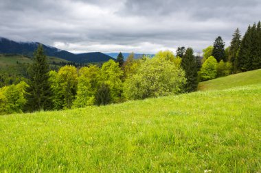 İlkbaharda güzel doğa manzarası. Karpat Dağları 'ndaki kırsal alanda taze yeşil çayırlar ve kozalaklı ormanlar var. Gökyüzü uzak tepenin üstünde