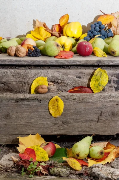 Autumn Crop Wooden Board Lots Ripe Fruits Natural Grown Food — ストック写真