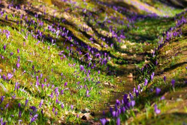 İlkbaharda çok güzel bir doğa. Ormandaki bir hörgüçte kır çiçekleri; ekin, arka plan