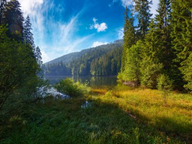 Kozalaklı ormanların arasında vahşi bir göl. Karpat Dağları 'ndaki muhteşem doğa manzarası. Güneşli bir öğleden sonra güneşli bir yaz havası. popüler seyahat hedefi