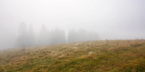 Landschaft Einem Nebligen Morgen Herbst Geheimnisvolle Naturkulisse Mit Tannenwald Und — Stockfoto