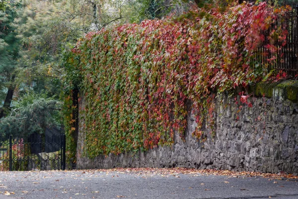 Urban Autumnal Background Stone Wall Covered Ivy Creeper Plant Red — Stock Photo, Image