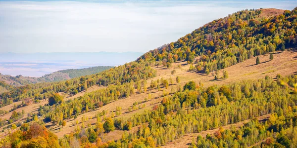 Spruce Forest Hill Apuseni Mountains Romania Distance Warm Autumn Weather — Stock Photo, Image