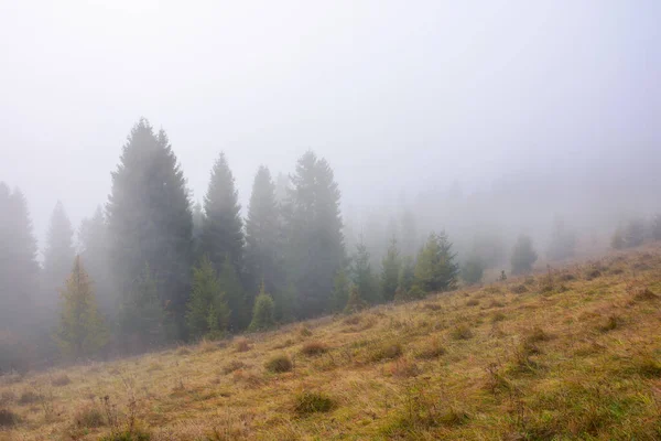 Niebla Paisaje Otoñal Por Mañana Árboles Coníferas Ladera Hierba Envejecida — Foto de Stock