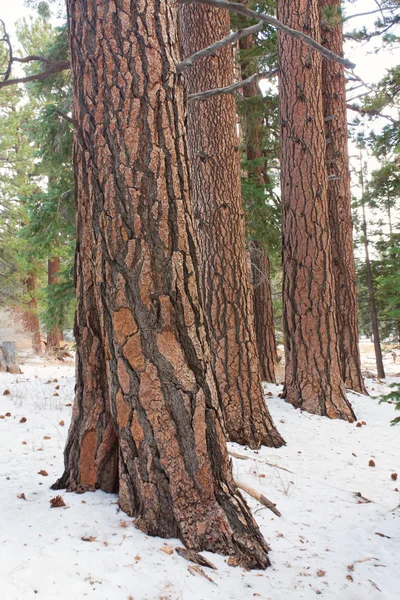 Stand of Pine — Stock Photo, Image