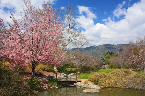 Blooming Cherry Tree — Stock Photo, Image