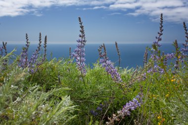 COULTER Pasifik Okyanusu'na bakan acı bakla