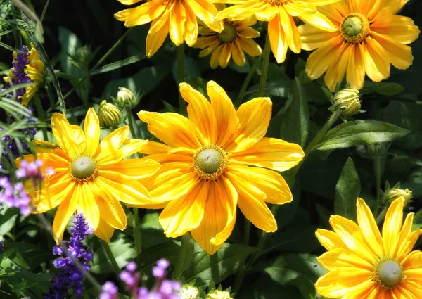 Gele bloemen — Stockfoto