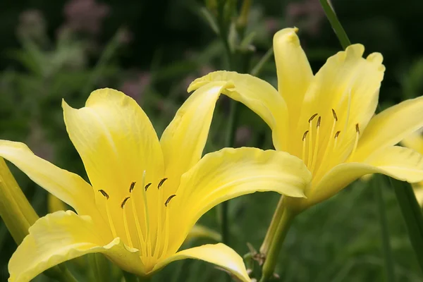 Κίτρινο daylily — Φωτογραφία Αρχείου