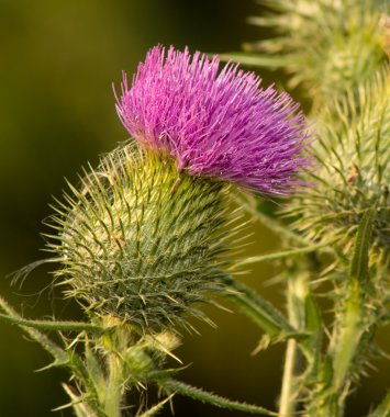 süt thistle tam Bloom