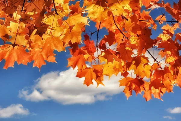 Turning Maple Leaves — Stock Photo, Image