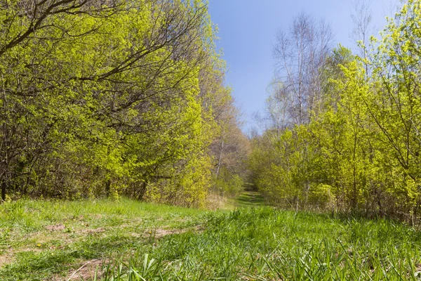 Hermoso camino forestal a principios de primavera — Foto de Stock