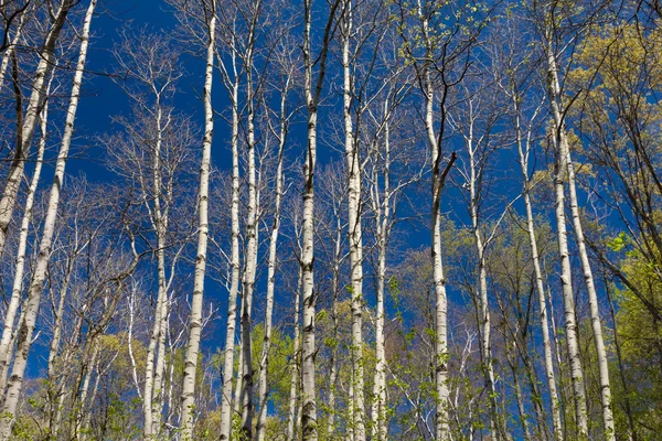 Στάση του aspen πρώιμη άνοιξη — Φωτογραφία Αρχείου