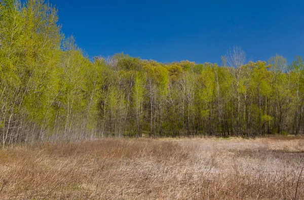 Início da primavera no pântano — Fotografia de Stock