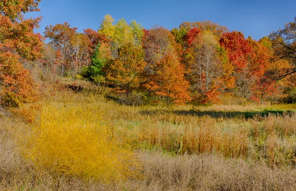 Herbst in voller Farbe — Stockfoto