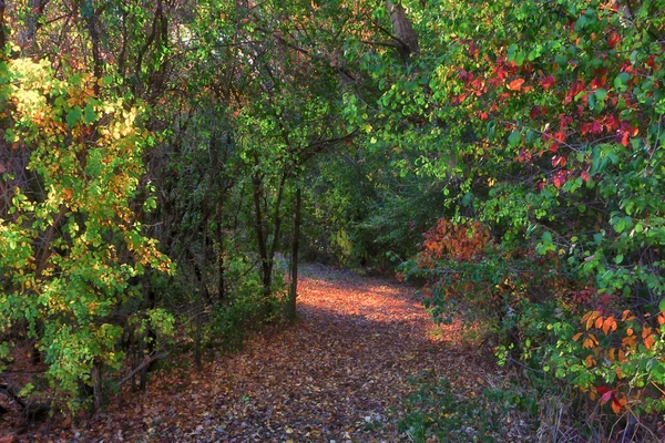 Kouzelný podzimní cesta — Stock fotografie