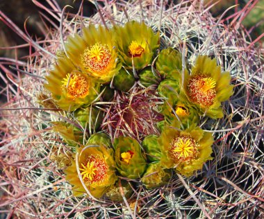 Barrel Cactus in Full Bloom clipart