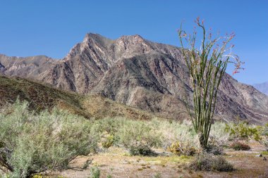 çiçek açan ocotillo bitki
