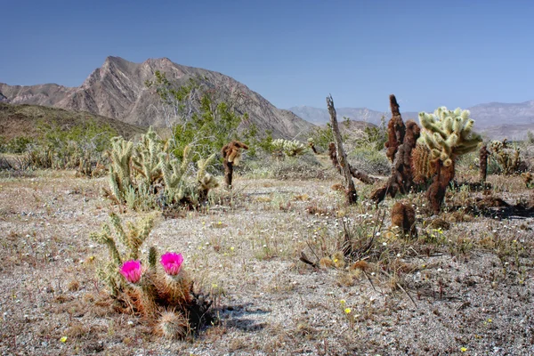 Kwitnące kaktusy na pustyni — Zdjęcie stockowe