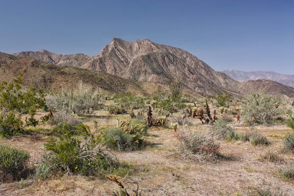 Fioriture del deserto in primavera — Foto Stock