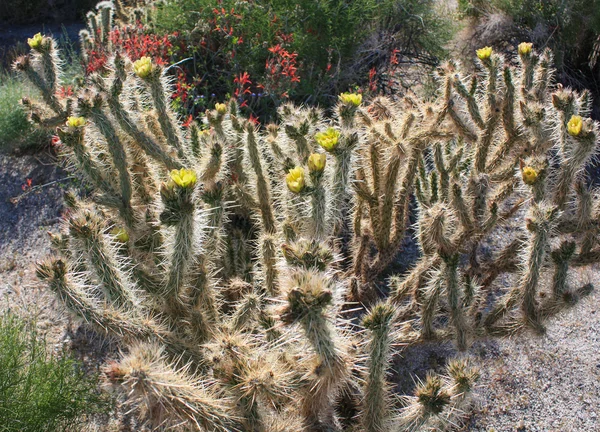 Kuning kaktus di mekar penuh — Stok Foto