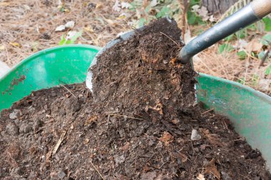 Shovel Pours Compost into Wheelbarrow clipart