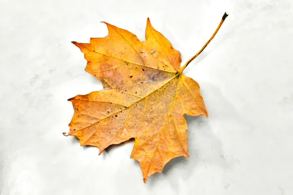 Single Yellow Autumn Maple Leaf — Stock Photo, Image