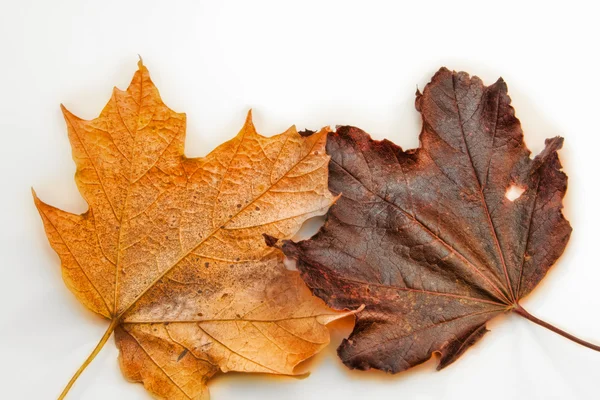 Geel en bruin esdoorn bladeren zijn geïsoleerd op wit — Stockfoto
