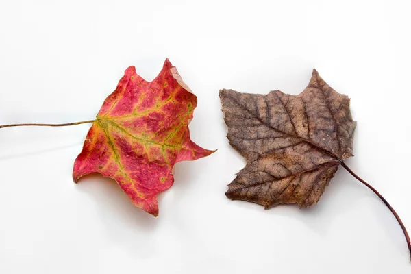 Twee herfst esdoorn bladeren geïsoleerd op wit — Stockfoto