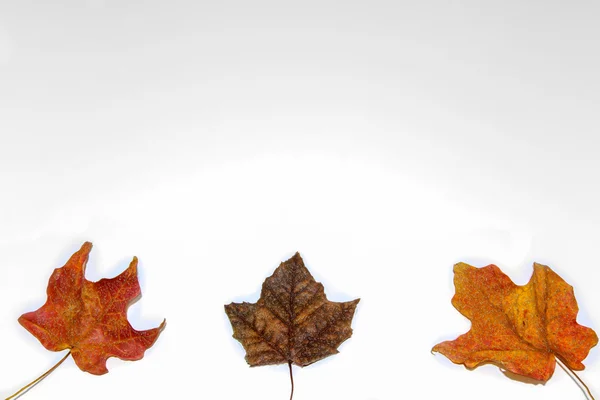 Three Vibrant Maple Leaves Isolated on White — Stock Photo, Image