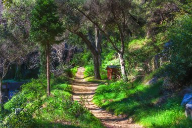 Secluded Trail at Chantry Flats clipart