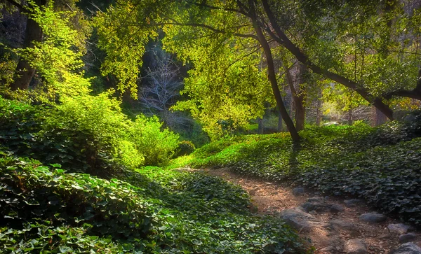 Caminho iluminado no Chantry Flats no início da manhã — Fotografia de Stock