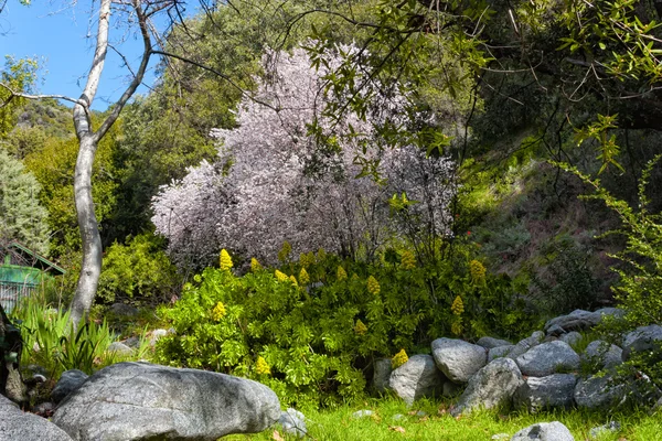 Цветущее дерево ранней весной в Chantry Flats — стоковое фото