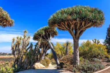 Inez parker verin anıt gül bahçesi ve Bahçe çöl