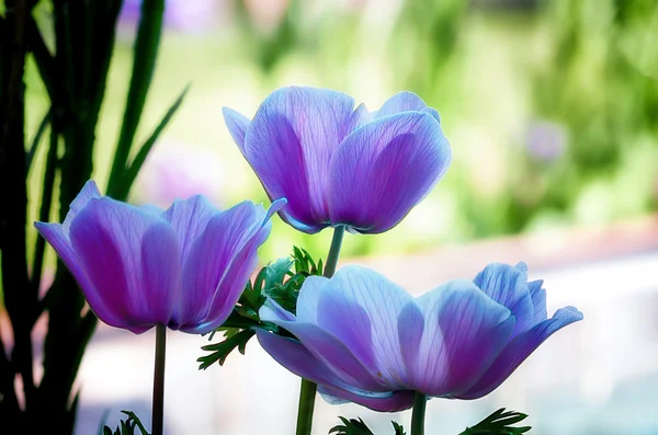 Tre fiori pastello — Foto Stock