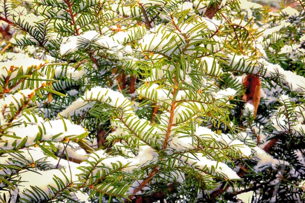 红豆杉分支在冬天的雪 — 图库照片