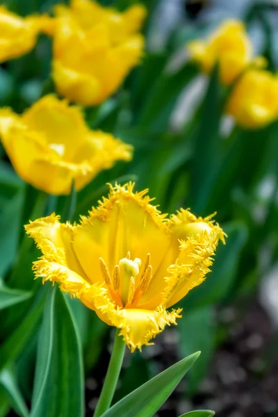 Tulip Yellow Frilly — Stok Foto