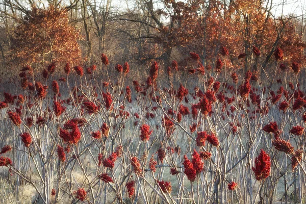 Sumac rojo vibrante listo para el invierno — Foto de Stock