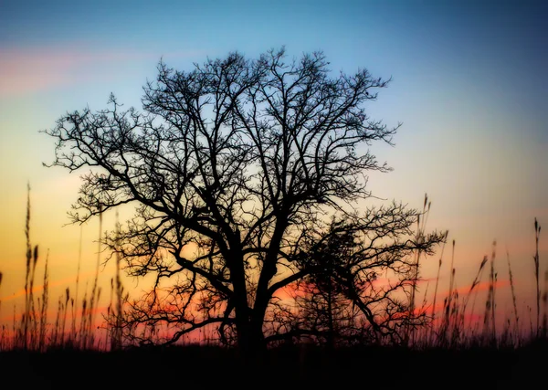 Sonnenuntergang durch die kahlen Bäume — Stockfoto