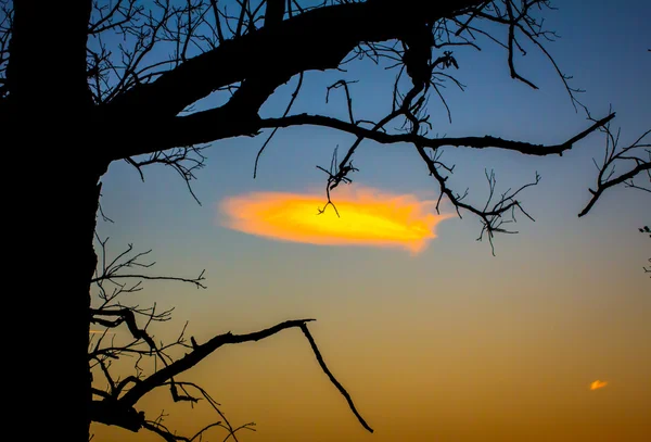 Zachód słońca przez drzewa jałowe — Zdjęcie stockowe