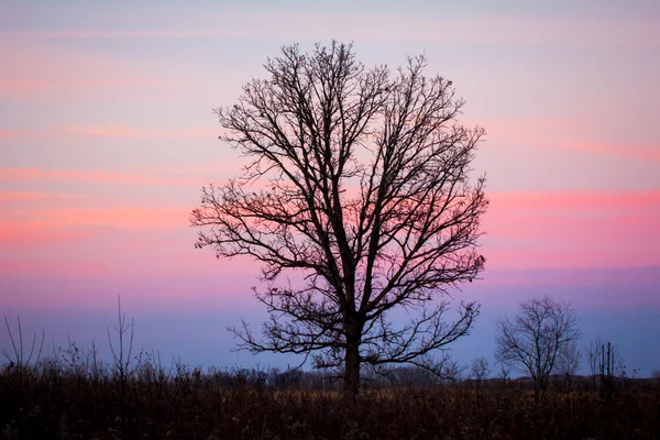 Zachód słońca przez drzewa jałowe — Zdjęcie stockowe
