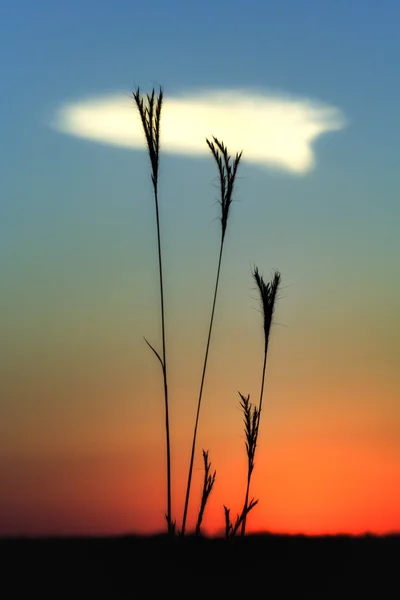 Ustawienie słońca przez trawy prerii — Zdjęcie stockowe