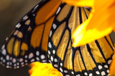 geçirme hükümdar butterlies Güz