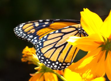 Migrating Monarch Butterlies in Autumn clipart