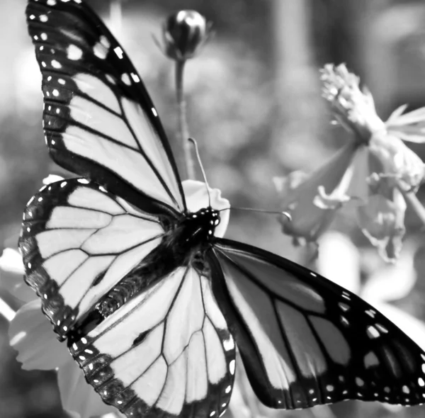 Přenášení panovník butterlies v černé a bílé — Stock fotografie